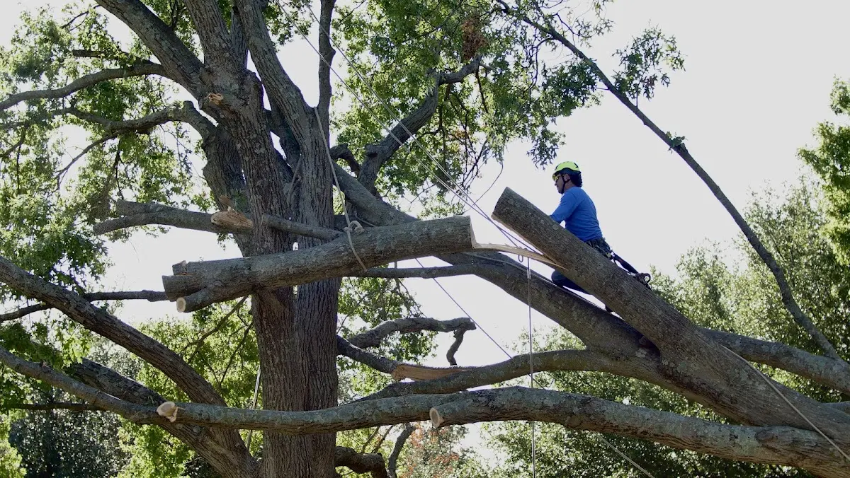 Professional Hazardous Tree Removal performed by certified arborists in Shelbyville